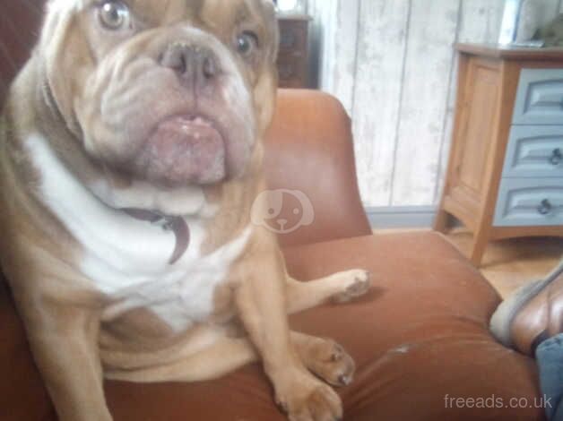 3yr old english bull dog for sale in Beverley, East Riding of Yorkshire