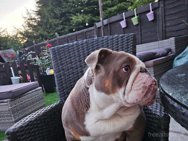 English Bulldogs for sale in Birmingham, West Midlands