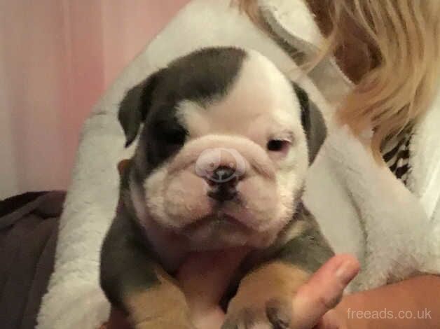 4 Stunning British Bulldog Puppies for sale in Plymouth, Devon