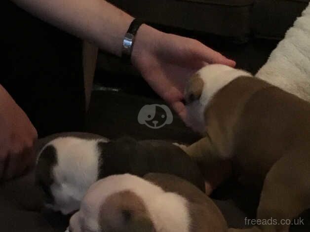 4 Stunning British Bulldog Puppies for sale in Plymouth, Devon - Image 2