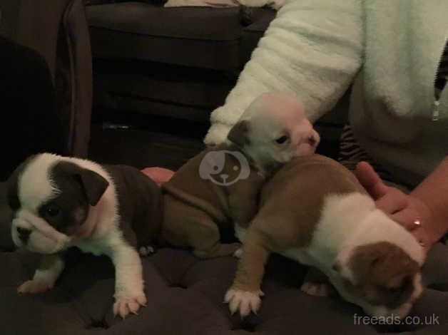 KC Registered Bulldog Puppies for sale in Devon