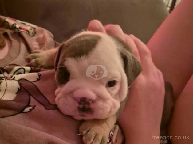 Bulldog Puppies for sale