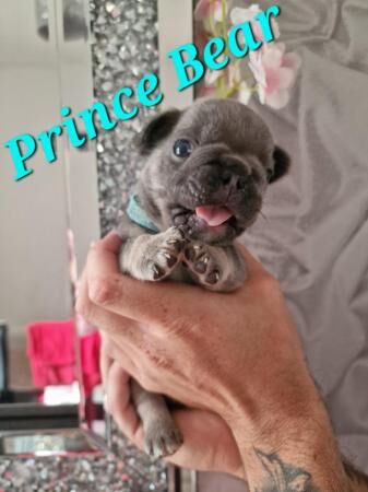 5 Beautiful French Bulldog Puppies for sale in Swansea/Abertawe, Swansea