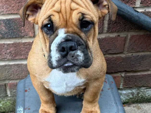 5 month old English bulldog Male for sale in Scunthorpe, Lincolnshire - Image 2