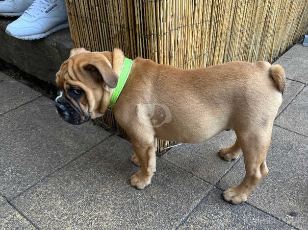 5 month old English bulldog Male for sale in Scunthorpe, Lincolnshire - Image 3