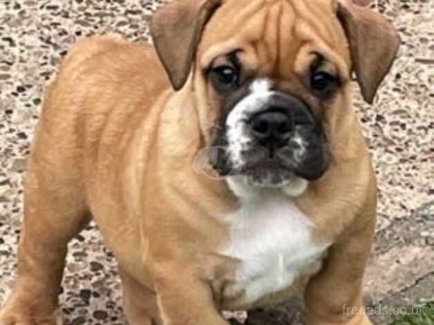 5 month old English bulldog Male for sale in Scunthorpe, Lincolnshire - Image 4