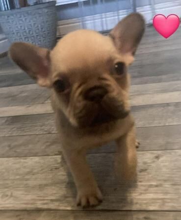 9 week old Frenchies. 1 x girl for sale in Burnley, Lancashire