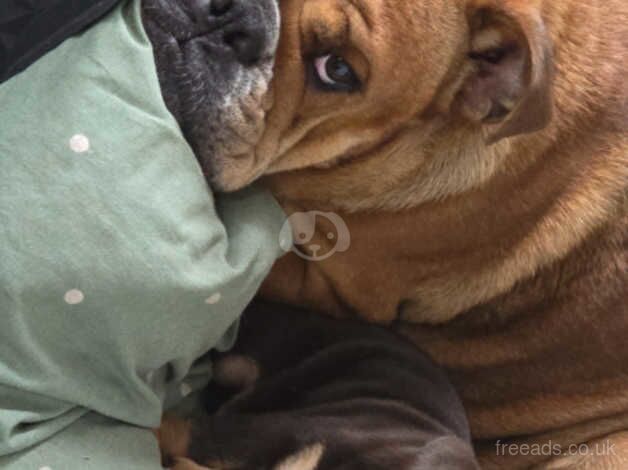 Bulldog Puppies for sale in North Yorkshire