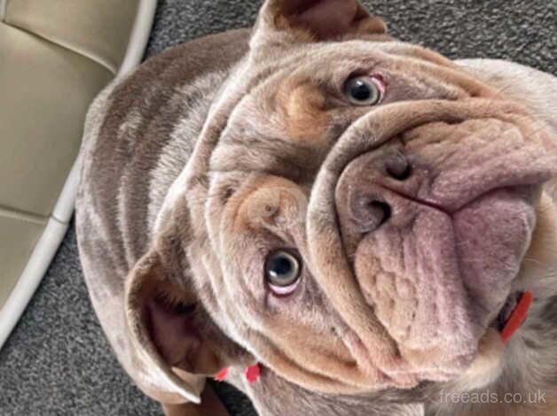 Beautiful British bulldog bitch for sale in Bexley, Bexley, Greater London