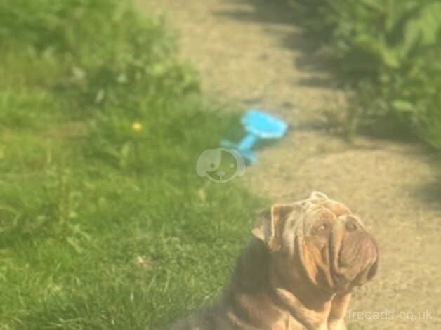 English Bulldogs for sale in Bexley, Bexley, Greater London