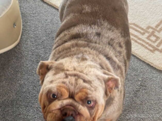 Beautiful British bulldog bitch for sale in Bexley, Bexley, Greater London - Image 3