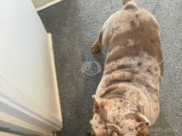 Beautiful British bulldog bitch for sale in Bexley, Bexley, Greater London - Image 4