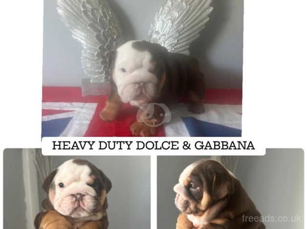 Beautiful British Bulldogs for sale in Swansea/Abertawe, Swansea