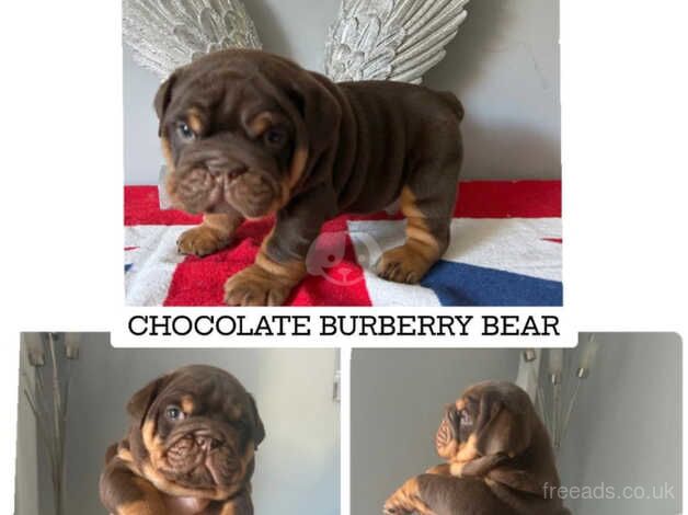 English Bulldogs for sale in Swansea/Abertawe, Swansea