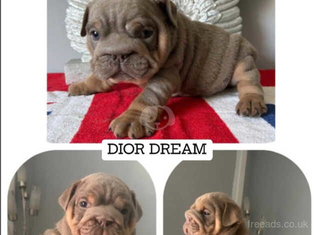 KC Registered Bulldog Puppies for sale in Swansea