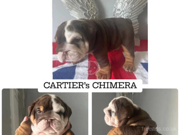 Bulldog Puppies for sale