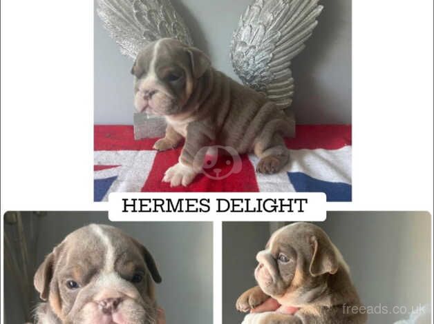 Beautiful British Bulldogs for sale in Swansea/Abertawe, Swansea - Image 5