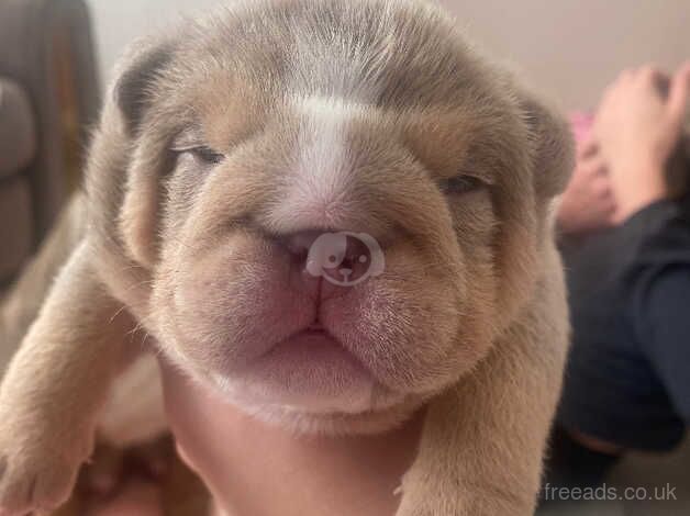 Bulldog Puppies for sale in Greater Manchester