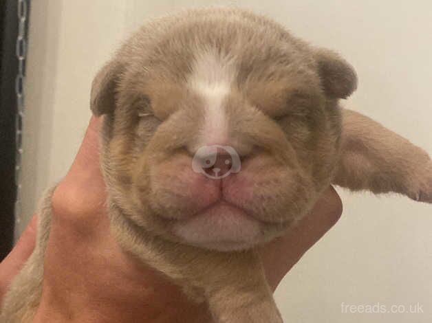 Bulldog Puppies for sale