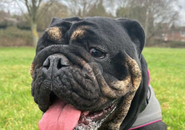 KC Registered Bulldog Puppies for sale in Herefordshire