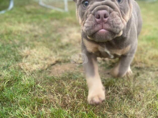 BEAUTIFUL ENGLISH BULLDOG for sale in Coventry, West Midlands