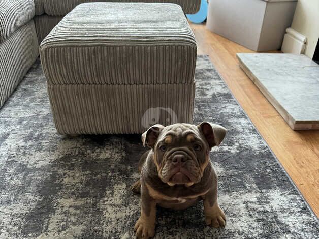 BEAUTIFUL ENGLISH BULLDOG for sale in Coventry, West Midlands - Image 3