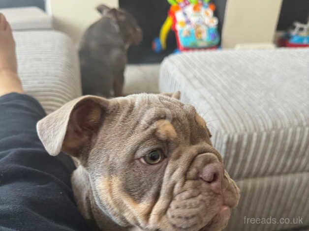 BEAUTIFUL ENGLISH BULLDOG for sale in Coventry, West Midlands - Image 4