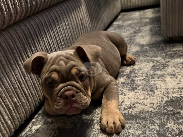 BEAUTIFUL ENGLISH BULLDOG for sale in Coventry, West Midlands - Image 5