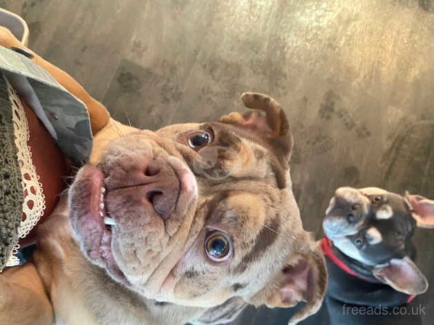 Beautiful English Bulldog for sale in Folkestone, Kent