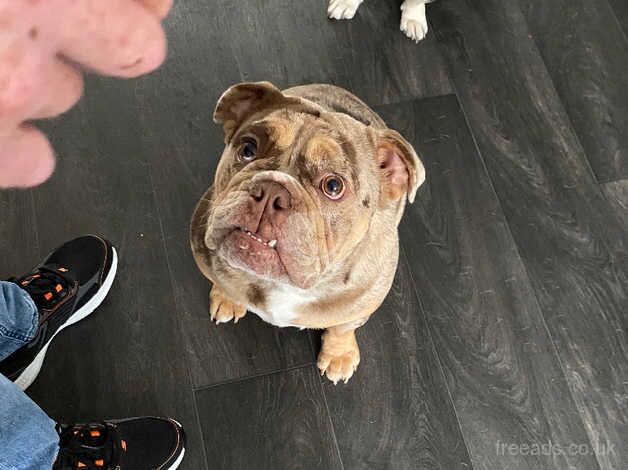 Beautiful English Bulldog for sale in Folkestone, Kent - Image 2