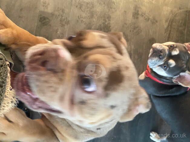 Beautiful English Bulldog for sale in Folkestone, Kent - Image 3