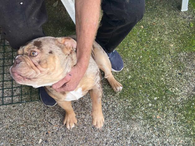 Beautiful English Bulldog for sale in Folkestone, Kent - Image 4