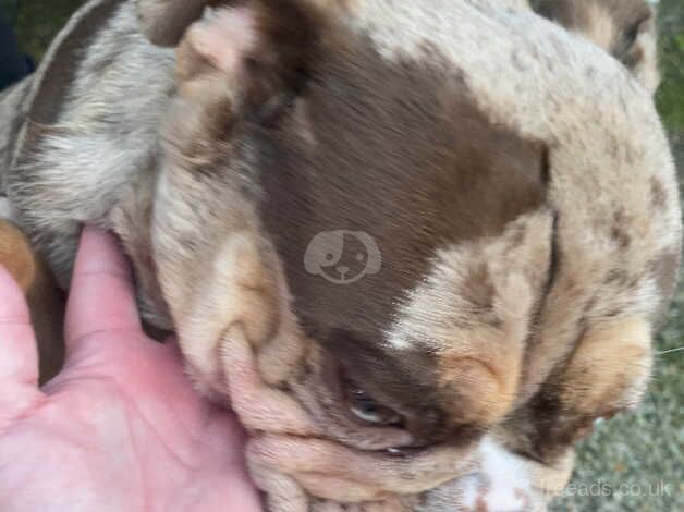 Beautiful English Bulldog for sale in Folkestone, Kent - Image 5