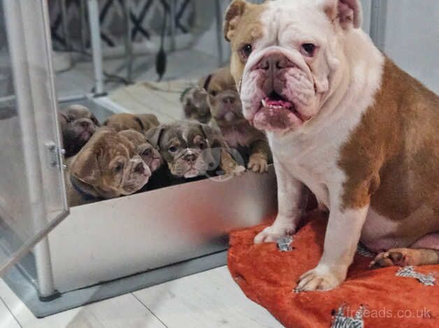 Beautiful english bulldog puppies for sale in Birmingham, West Midlands