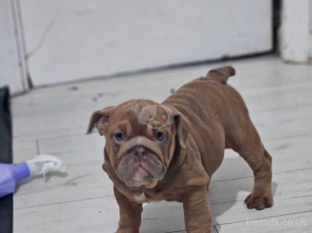 KC Registered Bulldog Puppies for sale in West Midlands