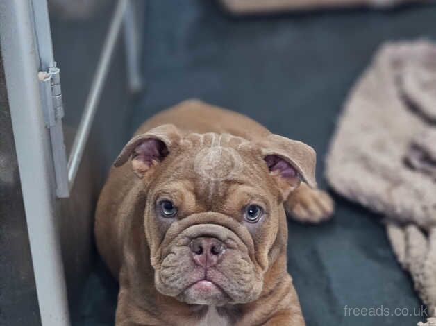 Bulldog Puppies for sale