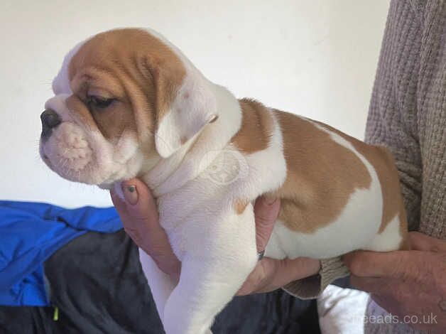 Beautiful English bulldog puppies for sale in Dunfermline, Fife