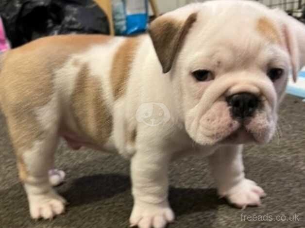 English Bulldogs for sale in Dunfermline, Fife