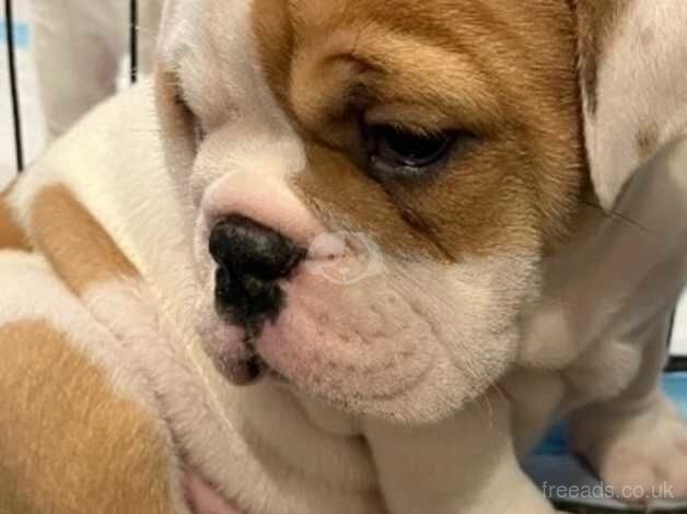 Beautiful English bulldog puppies for sale in Dunfermline, Fife - Image 3