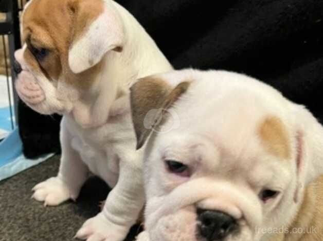 Bulldog Puppies for sale