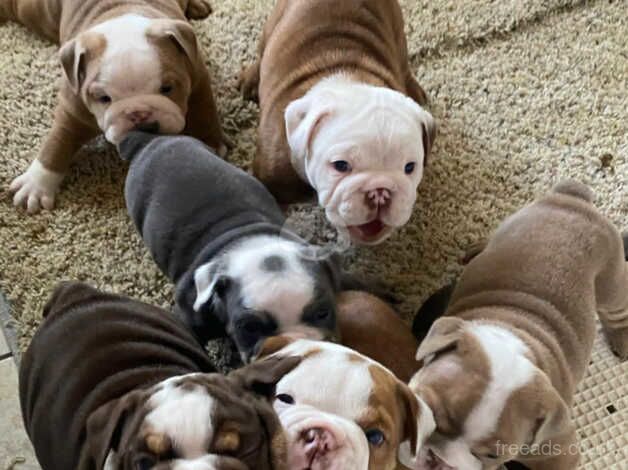 English Bulldogs for sale in Manchester, Greater Manchester