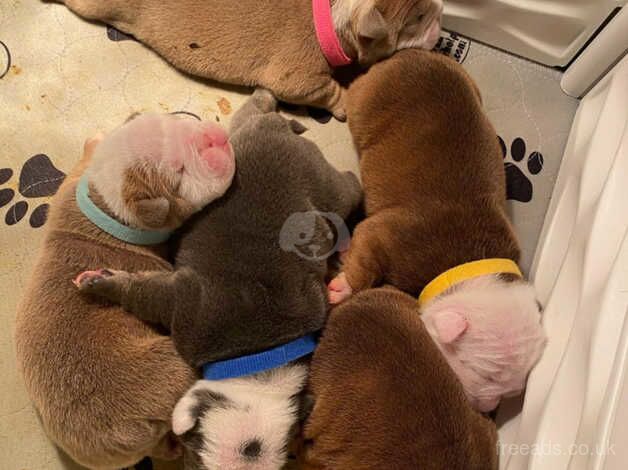 KC Registered Bulldog Puppies for sale in Greater Manchester