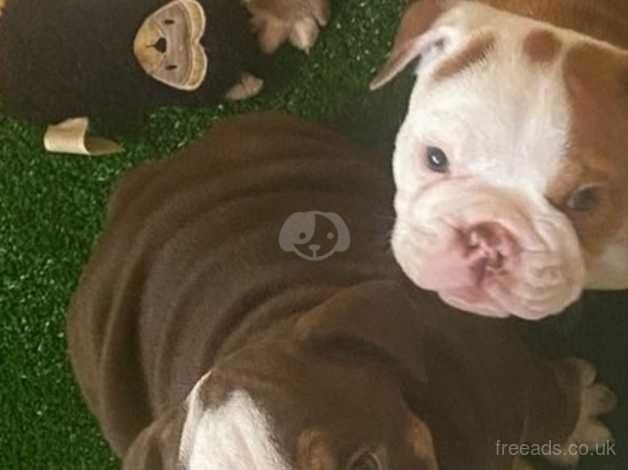 Beautiful English bulldog puppies for sale in Manchester, Greater Manchester - Image 5