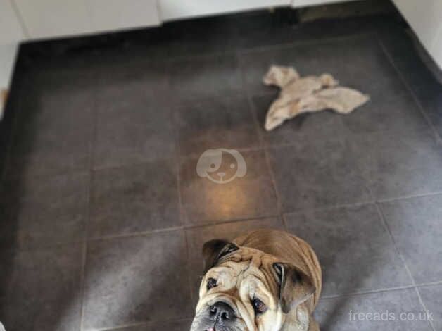 English Bulldogs for sale in Leeds, West Yorkshire