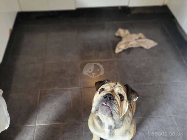 Beautiful girl needing a home British bulldog for sale in Leeds, West Yorkshire - Image 3