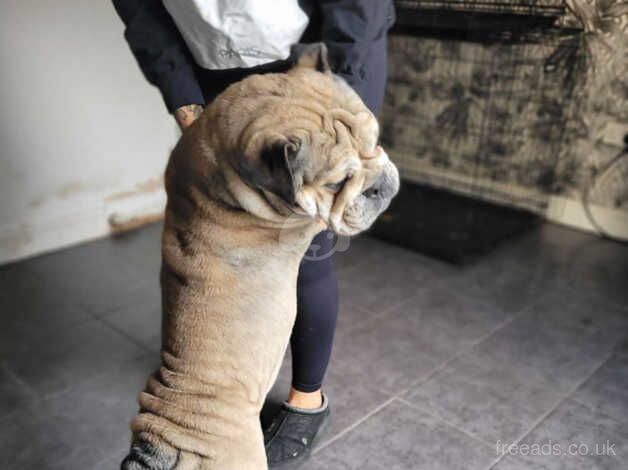 Beautiful girl needing a home British bulldog for sale in Leeds, West Yorkshire - Image 4