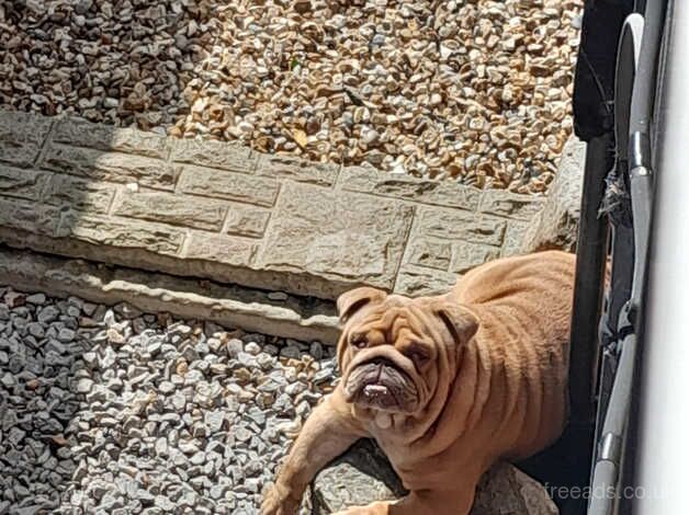 BEAUTIFUL kc british bulldog for sale in Stoke On Trent, Staffordshire