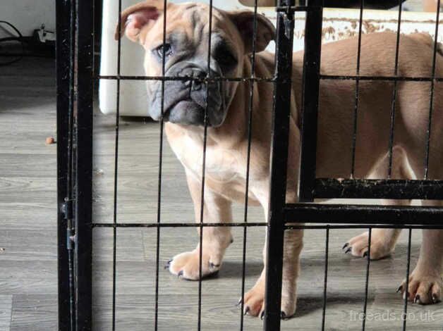 Beautiful standard English bulldogs for sale in Barnsley, South Yorkshire