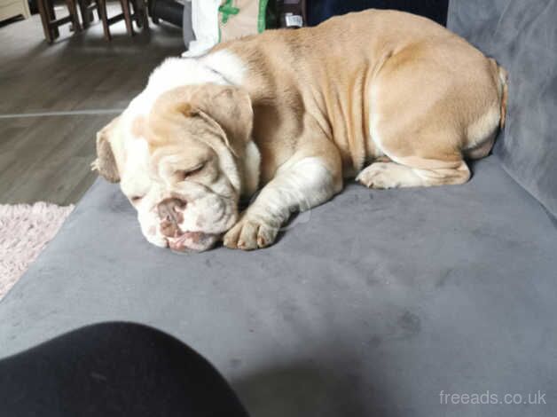 Bulldog Puppies for sale