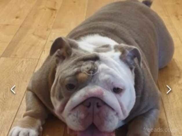 English Bulldogs for sale in Wellington, Somerset